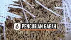 curi gacah thumbnail