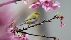 Seekor burung Pleci Jepang (Zosterops Japonicus) bertengger di sebuah pohon di Taipe, Kamis (9/3). Burung Pleci Jepang sering disebut juga sebagai Burung Kacamata. (AFP PHOTO / Sam YEH)