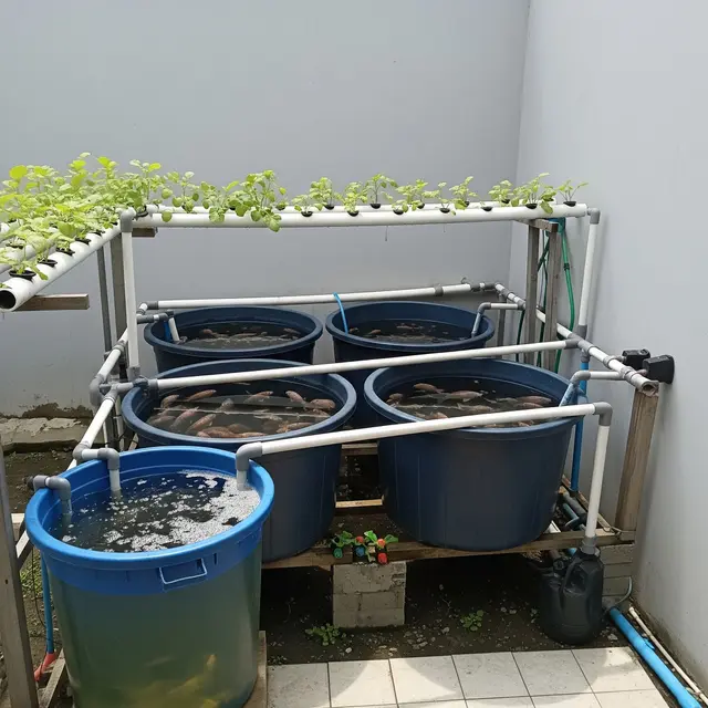 Budidaya Ikan Nila di Bak Plastik Bekas untuk Pekarangan Rumah Type 36 (AI Generated)