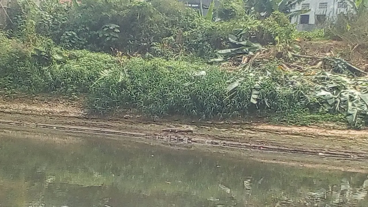 Buaya muara di Sungai Citarum sempat menampakkan diri. (Dok. BBKSDA Jabar)