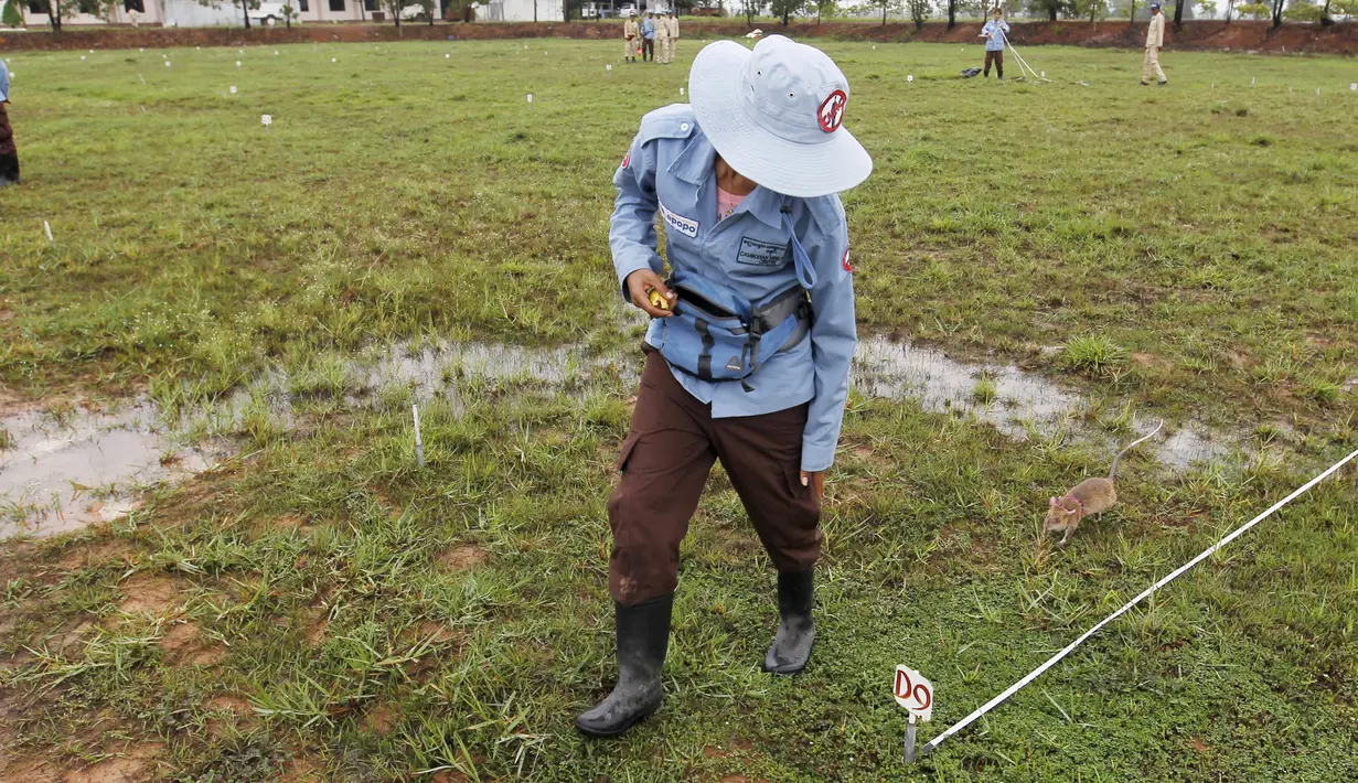Petugas saat melatih seekor tikus mendeteksi keberadaan ranjau di Siem Reap, Kamboja (13/7/2015). Tanah di Kamboja tercatat masih penuh dengan ranjau sisa perang sipil, Khmer Rough "Killing Fields" pada 1970. (REUTERS/Samrang Pring)