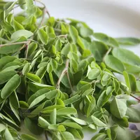 Ilustrasi daun kelor. atau moringa&nbsp; (Gambar oleh S V dari Pixabay)