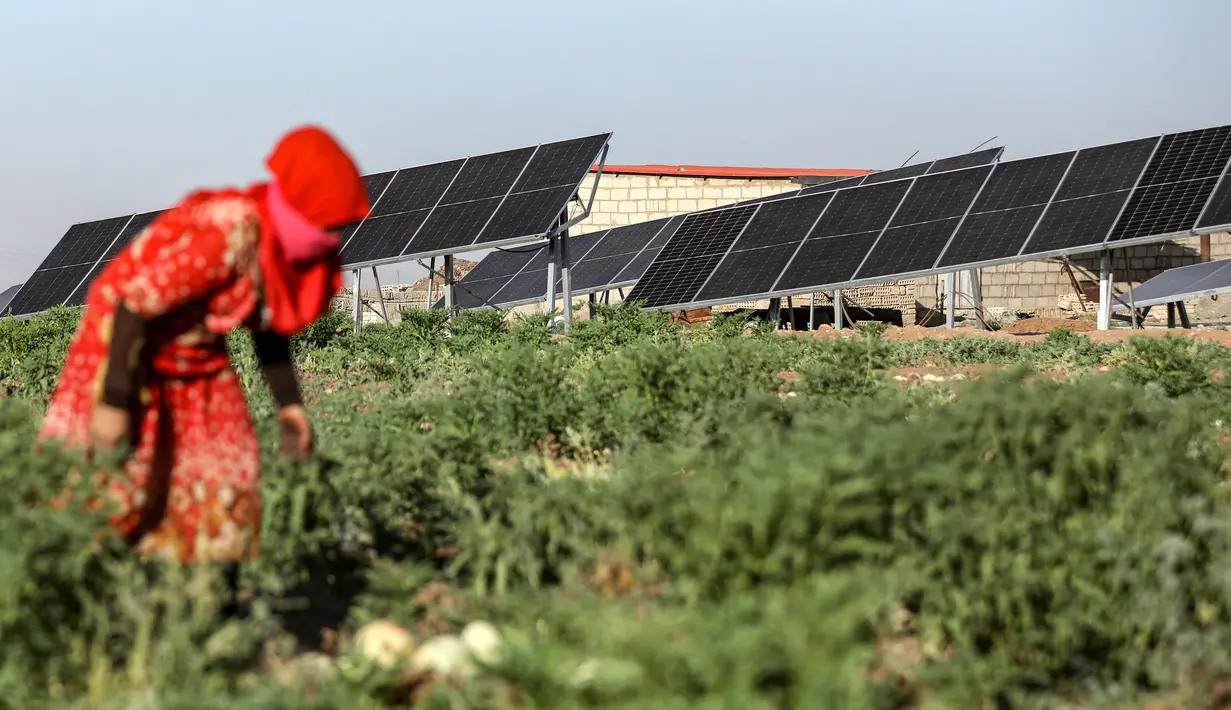 Sementara, para petani di daerah tersebut mengatakan, mereka membutuhkan pasokan listrik yang dapat diandalkan untuk memompa air tanah sedalam 60 meter atau hampir 200 kaki. (Delil SOULEIMAN/AFP)