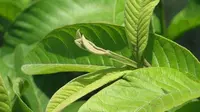 6 Manfaat Daun Jambu Biji untuk Kesehatan, Termasuk Menurunkan Kolesterol dan Gula Darah