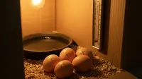 Cara Menetaskan Telur Ayam dengan Lampu dan Kardus: Mudah dan Ekonomis