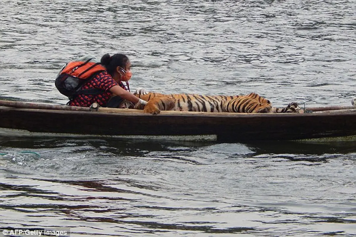 Selamatkan Nyawa Harimau Sumatra, Wanita Ini Rela Berbagi Perahu