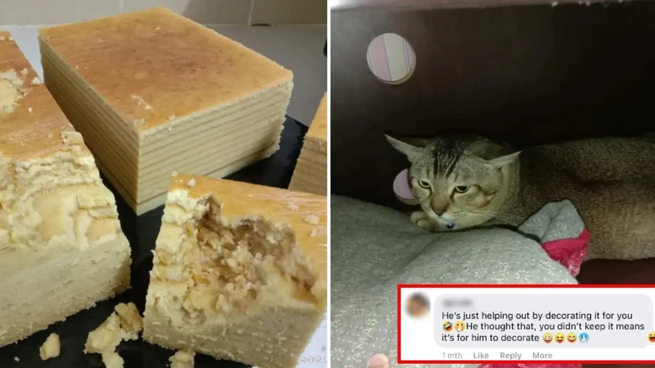 Viral Kucing Hancurkan Kue Dagangan Pemiliknya, Tampang Bersalah Malah Bikin Netizen Iba
