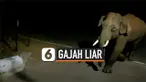 Thumbnail gajah liar masuk desa india