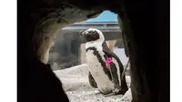 Seekor pinguin yang diketahui tertua di dunia ditemukan berusia 40 tahun.
