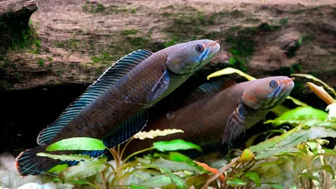 Penemuan Spesies Baru di Himalaya, Salah Satunya Ikan 'Berjalan'