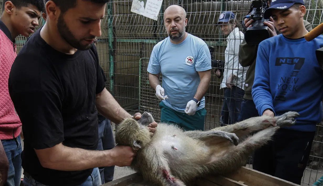 Anggota organisasi kesejahteraan hewan internasional Four Paws membius kera saat akan dievakuasi dari kebun binatang di Rafah, Jalur Gaza, Palestina, Minggu (7/4). Hewan-hewan itu dibius untuk perjalanan 300 kilometer melalui wilayah Israel, yang telah mengizinkan proses evakuasi. (SAID KHATIB/AFP)