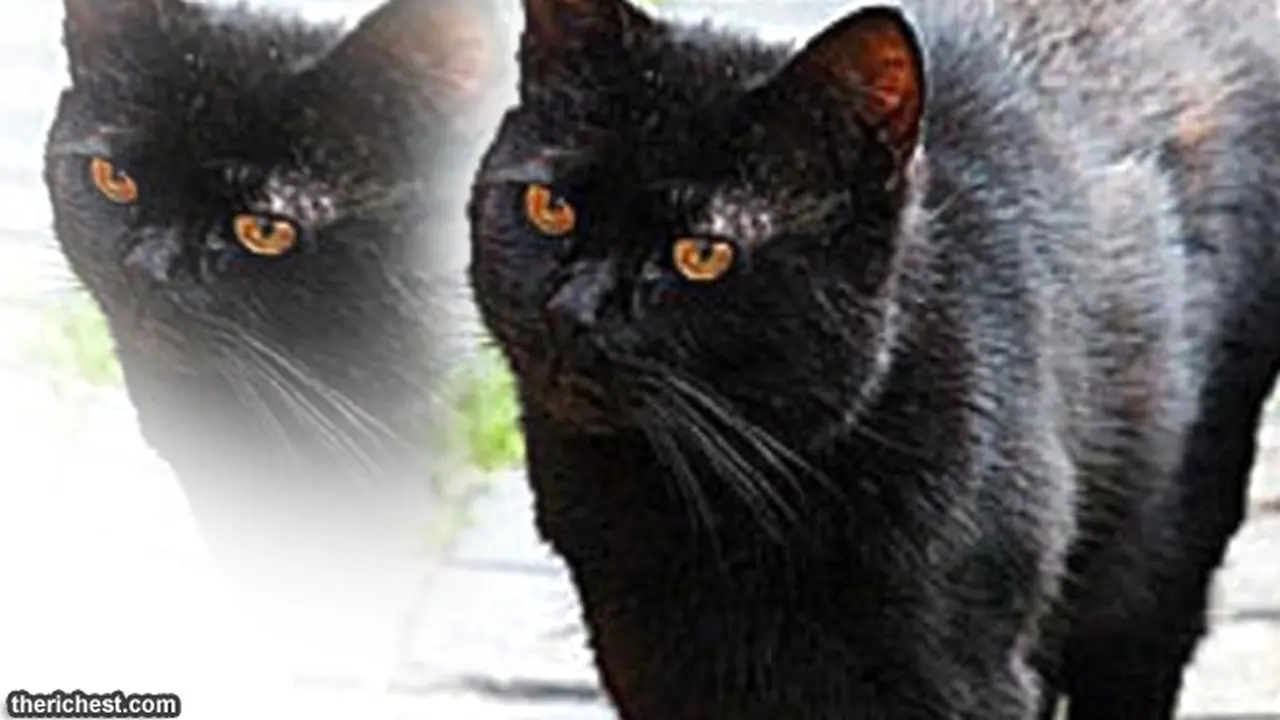 kucing-terkaya-130806c.jpg