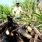  Pekerja memotong pohon tebu di perkebunan tebu Colomadu, Karanganyar, Jateng. Pemerintah mentargetkan produksi gula tahun ini diperkirakan bisa mencapai 2, 8 juta ton atau lebih tinggi dibanding tahu