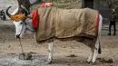 Seekor sapi ditutupi dengan karung goni dan selimut di kawasan lama New Delhi, India pada 21 Januari 2020. Hal tersebut dilakukan untuk melindungi sapi agar tetap hangat selama bulan-bulan musim dingin. (Photo by Sajjad HUSSAIN / AFP)