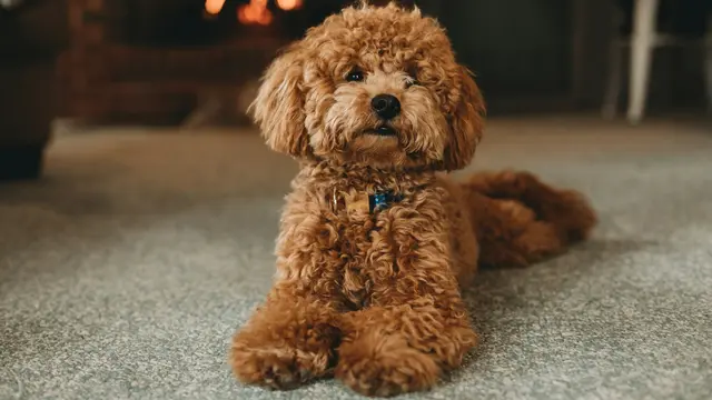 Poodle