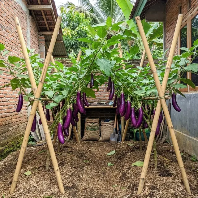 Ide Kebun Terong di Kebun Ukuran 2x2 Tapi Panen Melimpah