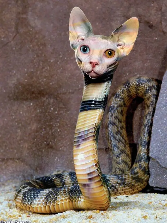 6 Editan Foto Ular Berkepala Kucing Ini Tampak Nyeleneh, Kocak