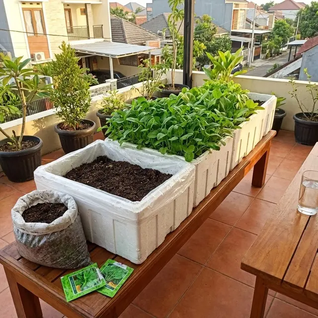 Ide Kebun Sayur di Rumah Modal Rp 100 Ribuan