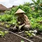 7 Cara Menanam Zucchini di Pekarangan dengan Jarak Tanam yang Tepat, Biar Subur dan Cepat Berbuah