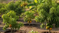 Tips Membuat Kebun Buah di Musim Kemarau agar Tetap Subur Tanpa Boros Air