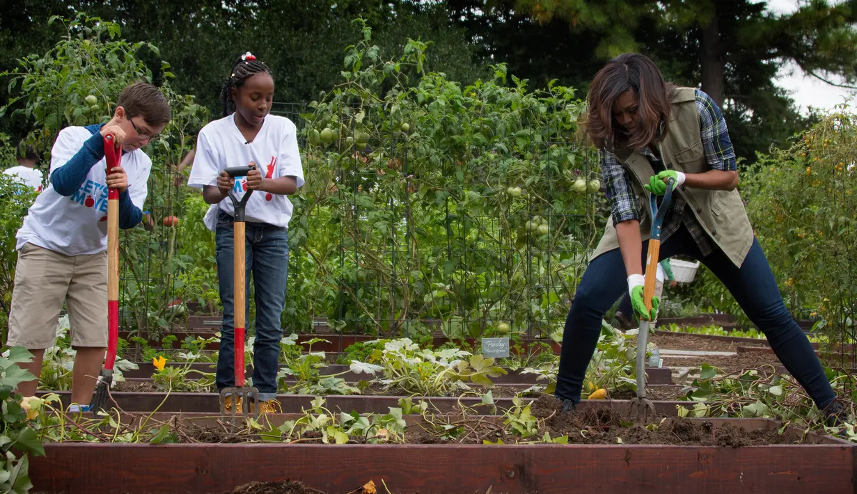 Ibu negara AS Michelle Obama bersama anak sekolah menancapkan skop saat memanen ubi jalar di kebun Gedung Putih, Washington, (6/10). (AFP Photo/Jim Watson)
