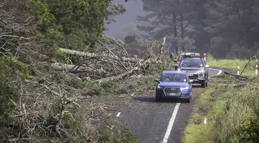 Mobil menghindari pohon tumbang di jalan di Cook's Beach, sebelah timur Auckland, Selandia Baru, Selasa (14/2/2023). Selandia Baru menyatakan status Keadaan Darurat Nasional pada Selasa setelah badai topan Gabrielle menerjang North Island sejak Minggu (12/2). (Mike Scott/New Zealand Herald via AP)