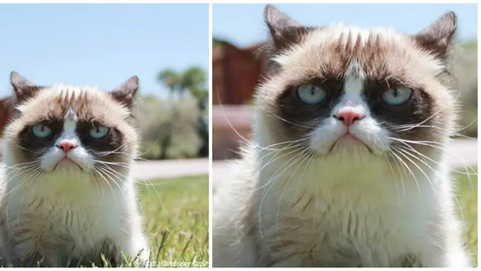 courtesy of grumpycat