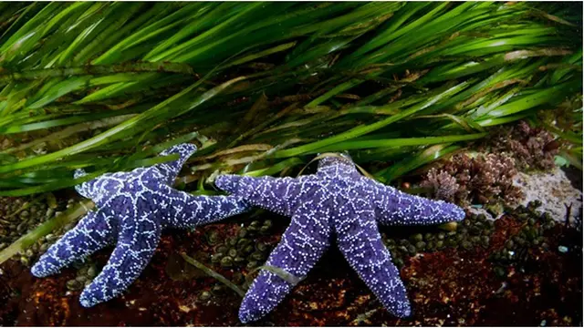 Courtesy Thomas P. Peschak/National Geographic