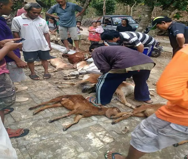 Peternakan kambing  di Gunung Kidul, Daerah Istimewa Yogyakarta, di kagetkan dengan ternak kambingnya yang mati secara misterius