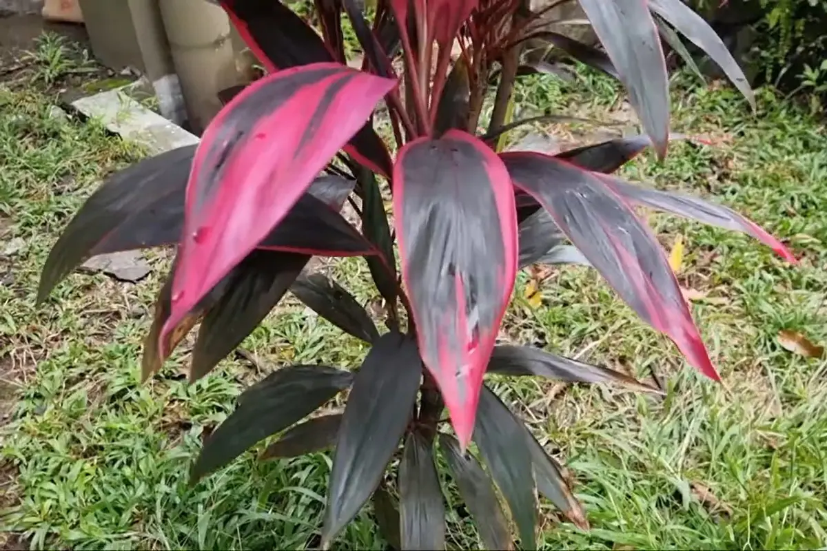 Tanaman Hanjuang Merah/Youtube Kebun Cilik