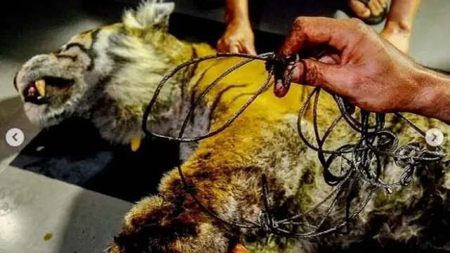 Harimau sumatra