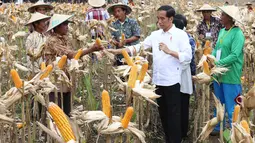 Presiden Joko Widodo (Jokowi) berdialog dengan petani saat panen raya jagung di Perhutanan Sosial, Ngimbang, Tuban, Jawa Timur, Jumat (9/3). Di sela acara itu, Jokowi juga menyerahkan 13 Surat Keputusan Perhutanan Sosial. (Liputan6.com/Angga Yuniar)