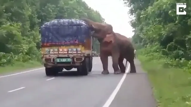 Seekor gajah menghentikan truk bermuatan kentang yang sedang melintas.