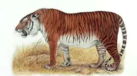 Para ilmuwan berencana membangkitkan kembali Harimau Kaspia yang telah punah. Bagaimana caranya?