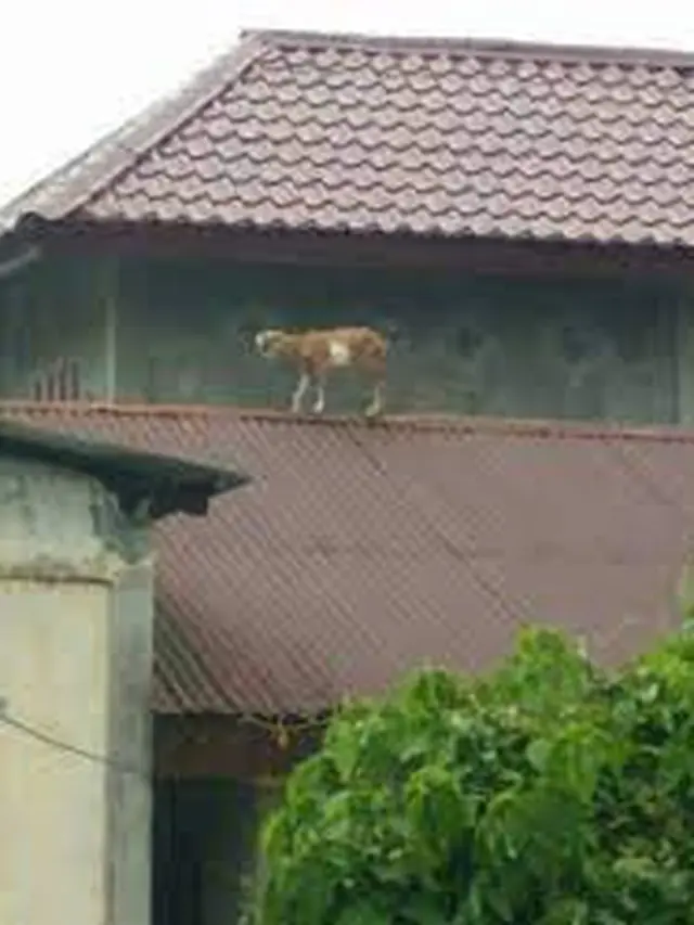 6 Potret Hewan Naik ke Atap Rumah Ini Bikin Gagal Paham, Nyeleneh