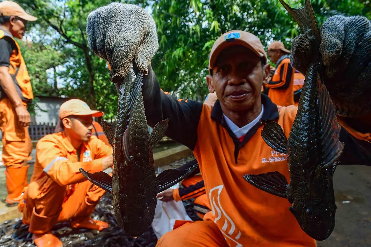 3 Ton Ikan Sapu-Sapu Terjaring dalam Operasi di Setu Babakan Jagakarsa