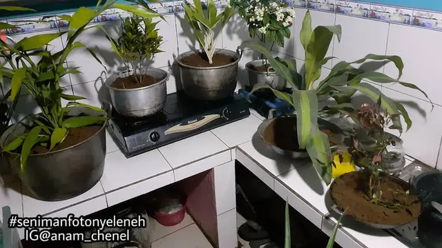 Kocak Abis, 6 Tanaman Ini Punya Pot Anti Mainstream yang Bikin Ngakak