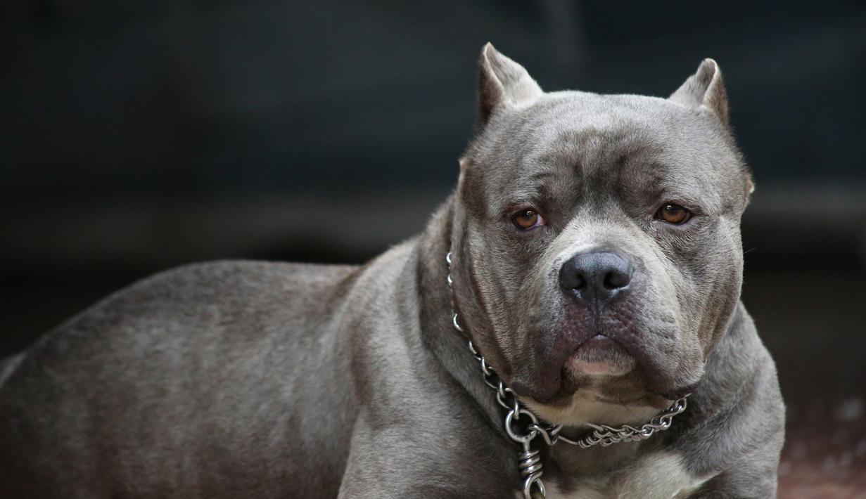 Photo Serba Serbi Pitbull Anjing Yang Gigit Bocah 8 Tahun Hingga Tewas Lifestyle Liputan6 Com