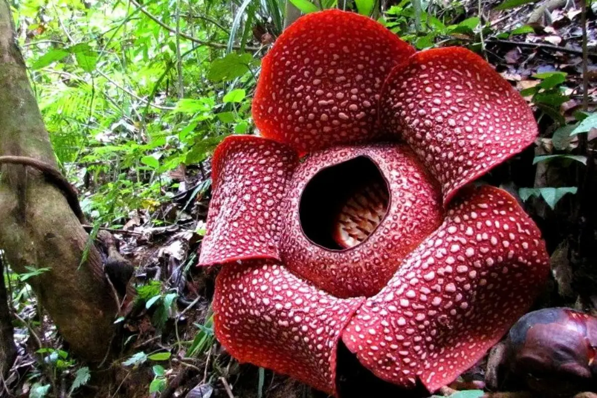 Rafflesia Langka Mekar Di 2 Kabupaten Bengkulu