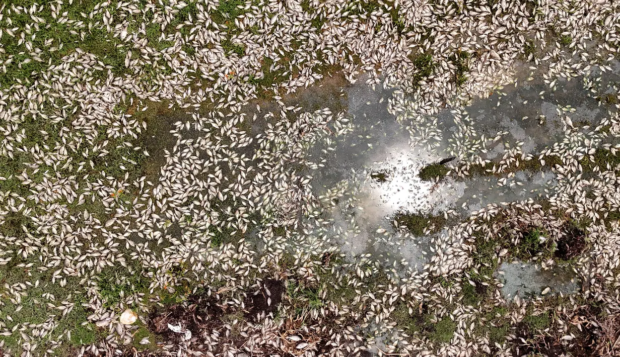 Foto udara ikan-ikan yang mati di tepi Sungai Santiago, salah satu sungai yang paling tercemar di Meksiko, di Juanacatlan, Negara Bagian Jalisco, pada 17 Juli 2024. (ULISES RUIZ / AFP)