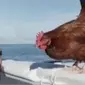Awalnya, Soudee tidak yakin akan berlayar dengan Monique. Namun ternyata sang ayam peliharaan mampu melakukannya.