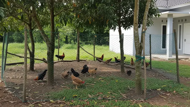 Umbaran Ayam Dengan Pagar Jaring