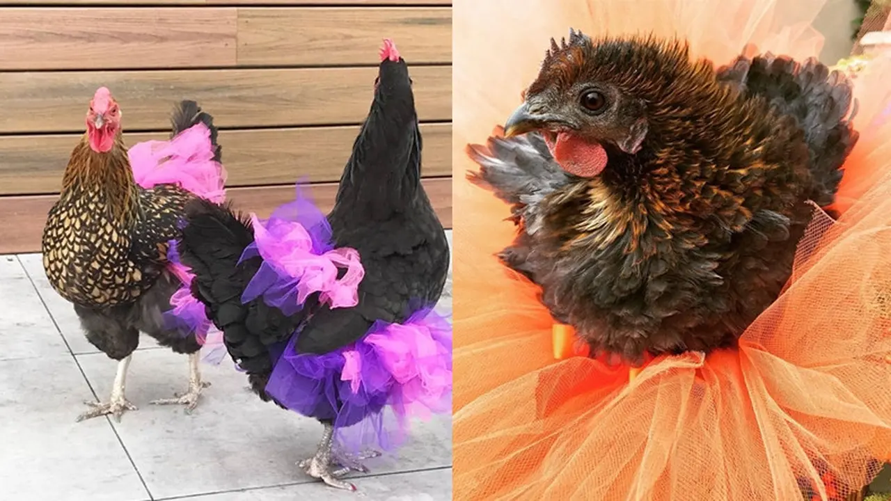 Pria Ini Buat Rok untuk Ayam, Alasannya Bikin Geleng Kepala