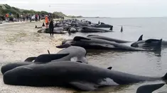 Lebih dari 400 ikan paus terdampar di ujung dari Pulau Selatan, tepatnya di area Farewell Spit, Selandia Baru, Jumat (10/1). Sekitar tiga per empat paus pilot yang terdampar itu sudah mati ketika pertama kali ditemukan (Tim Cuff/New Zealand Herald via AP)