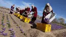 Petani mengumpulkan bunga Saffron ke wadah yang lebih besar saat memanen di distrik Karukh, Afghanistan (5/11). Bunga ini hanya tumbuh setahun sekali, dan memiliki banyak manfaat serta khasiat untuk kesehatan dan kecantikan. (Reuters/Mohammad Shoib)