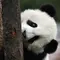 Tingkah Lucu Panda Kai Kai dan Jia Jia Rayakan Ulang Tahun, Bisa Jadi yang Terakhir di Singapura