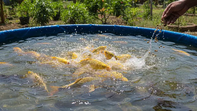 Ide Ternak Ikan Campur atau Polikultur di Kolam Kecil. AI
