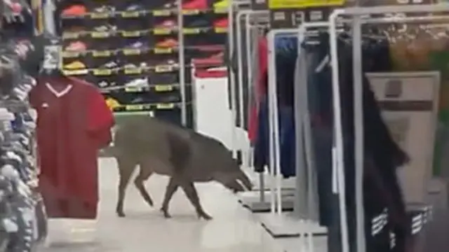 Viral Babi Liar Masuk dan Berkeliaran di Dalam Mal, Bikin Panik Pengunjung
