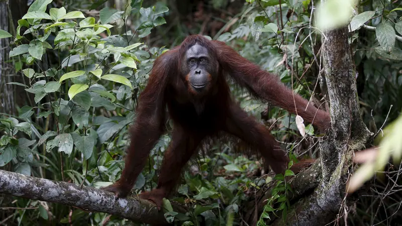 Wanna, Orangutan dari Sirkus Thailand Akhirnya Pulang ke 'Rumah'