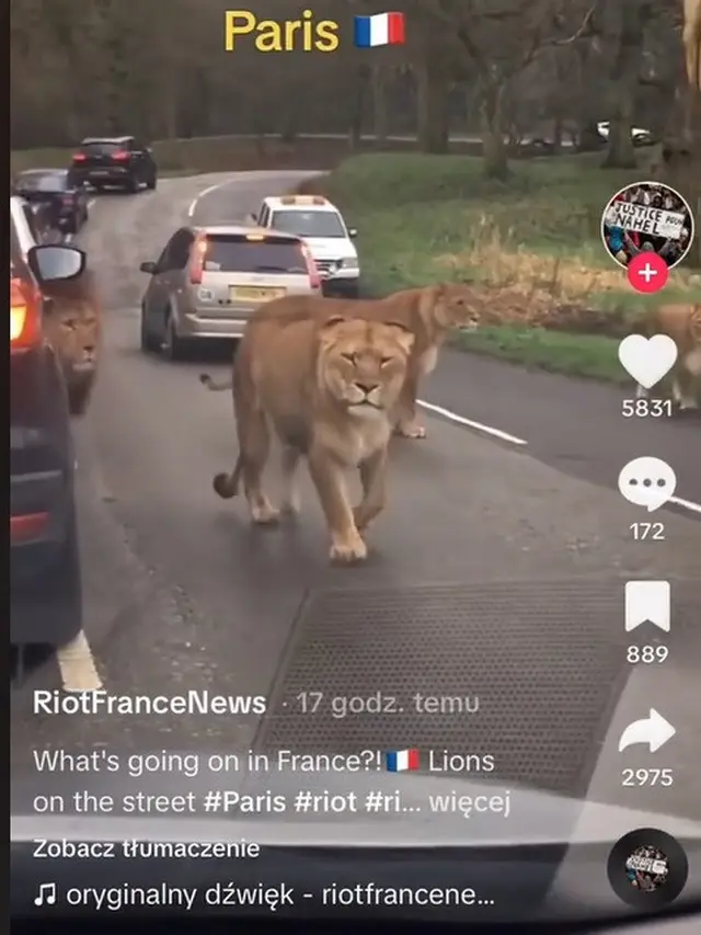 Momen Hewan Berkeliaran di Tengah Kota, Ngeri Seperti Film Jumanji